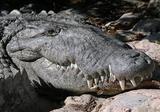В Тунисе посетители зоопарка забили крокодила камнями