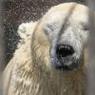 Белых медведей в казанском зоопарке спасают от жары ледяные ванны