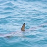 Доисторическую акулу выловили у берегов Португалии