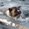 В соцсетях набирают популярность ролики со спасением тонущих во льдах собак