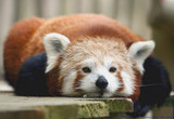 Московский зоопарк обещает вывести в люди красную панду