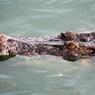 Недалеко от пляжа Сочи нашли мёртвого крокодила