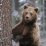 Полуобнаженные россиянки и медведь покоряют Запад (ФОТО, ВИДЕО)