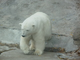 К населенному пункту на Чукотке вышли более 20 белых медведей