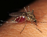 Россиян предупредили о угрозе тропических лихорадок из-за комаров