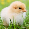 Россельхознадзор решил запретить транзит мяса птицы из США в Казахстан