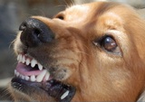 Общественники предложили наказывать уголовно владельцев собак, напавших на людей