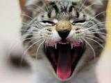 Двулапый котенок из США стал звездой интернета (ФОТО)