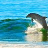 Несколько сотен дельфинов-гринд выбросились на берег в Новой Зеландии