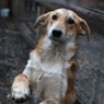 Жители Воронежа ищут хозяина для «замурованной заживо» собаки