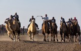 Астрахань собрала гостей на верблюжьи бега