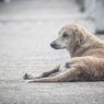 В Петербурге около 100 тысяч бездомных животных нуждаются в приюте