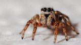 Ведущий телеканала WGRZ испугался «гигантского» паука