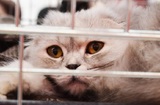 Минтранс отказался менять правила перевозки животных из-за истории с толстым котом