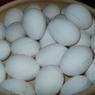 Россельхознадзор разрешил импорт из Ирана инкубационного яйца