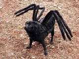 Собака-паук собрала в YouTube 20 млн просмотров (ВИДЕО)