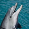 Дельфины дают друг другу имена
