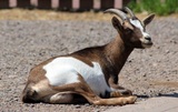 В Японии можно арендовать живую козу