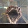 Биологи изучили челюсти "живых окаменелостей" и подтвердили правоту Дарвина
