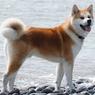 Путин останется без ещё одной собаки от японцев