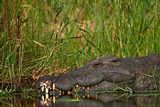 Новый вид транспортного средства - крокодил (ФОТО, ВИДЕО)