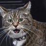 Знаменитая кошка Фрейя главы Минфина Великобритании была сбита