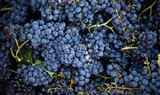Исследователи рассказали о пользе красного вина при повышенном давлении
