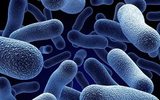 К 2050 году супербактерии будут убивать по десять миллионов людей в год
