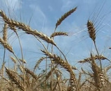 Татарстан из-за засухи может недосчитаться одного миллиона тонн зерна