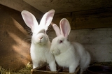 Трогательные новости зоопарка: на свете стало двумя зайчишками больше!