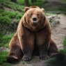Зоозащитники возмущены гибелью медведя, выпрыгнувшего из вертолета