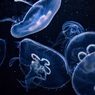 Российские ученые изобрели антиоксидантный напиток из цитрусовых и медуз