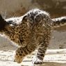 Петербургский зоопарк ищет имена для котят леопарда
