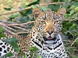 В приморском зоопарке на ребёнка напал леопард