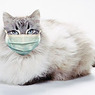 Ветеринары предупреждают: домашние питомцы могут подхватить свиной грипп от хозяев