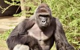 Мать ребенка назвала инцидент с гориллой "неприятностями"
