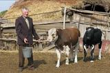 Медведев хочет лимитировать поголовье скота в личных хозяйствах