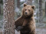 Полуобнаженные россиянки и медведь покоряют Запад (ФОТО, ВИДЕО)