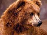 Медведь, почуяв борщ, штурмовал дачный домик под Иркутском