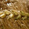 Власти Турции  приостановили  беспошлинные поставки зерна  из России