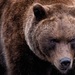 В Красноярском крае медведь убил жителя, а в Хакасии город оказался в "медвежьей осаде"