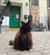 Похищенного из "Булгаковского дома" кота Бегемота вернули