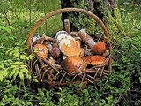 Финны собирают грибы, мимо которых проходят россияне