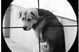 Во Владивостоке догхантер напал собаку с хозяйкой