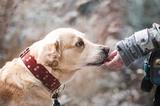 Генетики нашли объяснение дружелюбию собак