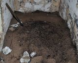 Гигантский муравьиный «курган» обнаружен в советском ядерном бункере в Польше