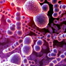 Бактерии к 2050 году станут опасней рака