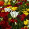 Россельхознадзор перед 8 марта сжег 5 тысяч цветов