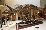Последний динозавр был похож на хищного Буратино (ФОТО)