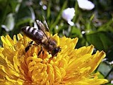 В Соединенных Штатах пчелы попали в список исчезающих видов